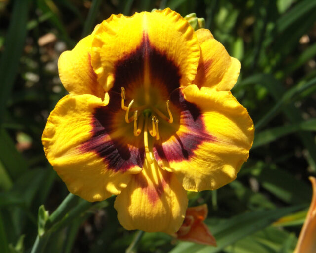 Denivky jsou úžasné trvalky všech barev i tvarů