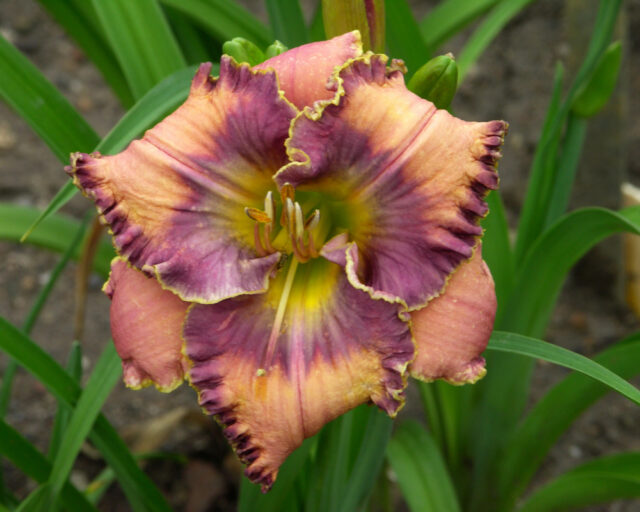 Denivky jsou úžasné trvalky všech barev i tvarů