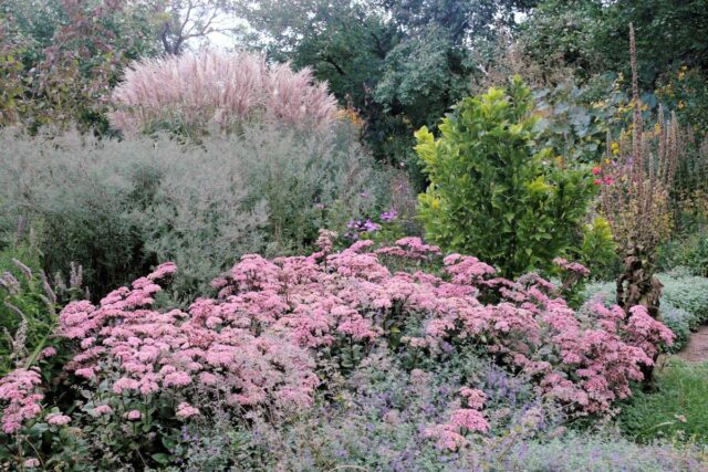 Rozchodník v trvalkovém záhonu