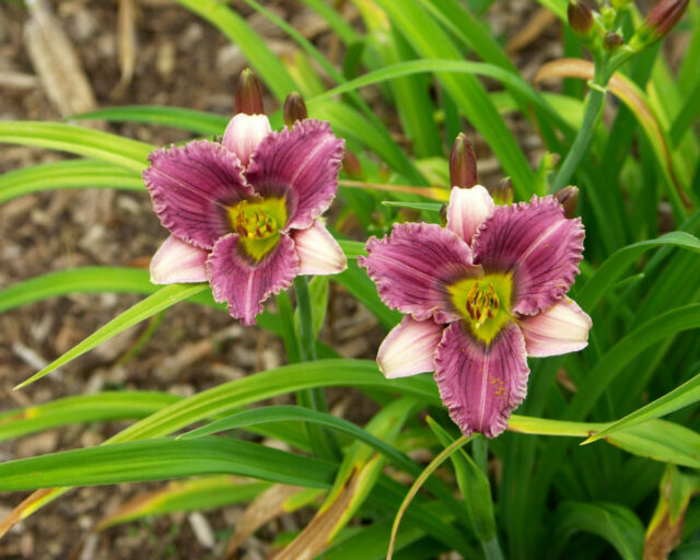 Denivky jsou úžasné trvalky všech barev i tvarů