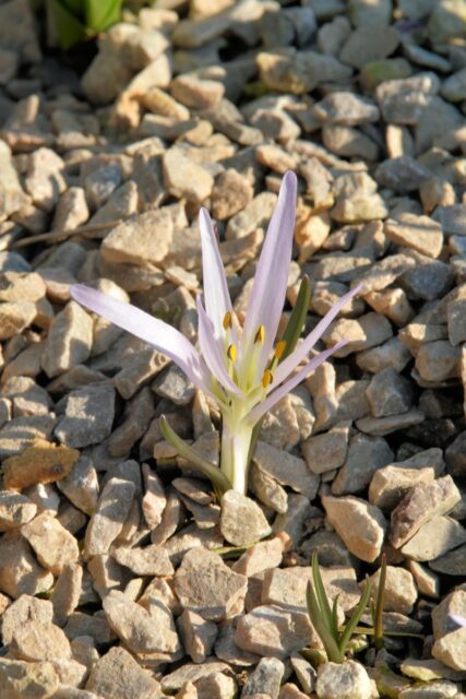 Colchicum soboliferum