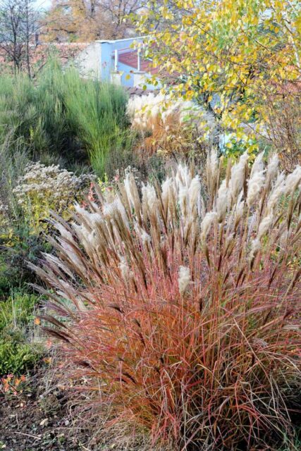 Miscanthus sinensis Red Chief