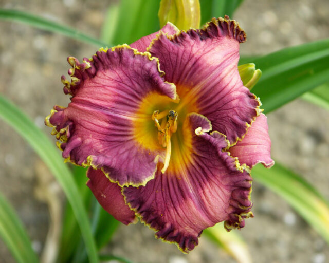 Denivky jsou úžasné trvalky všech barev i tvarů