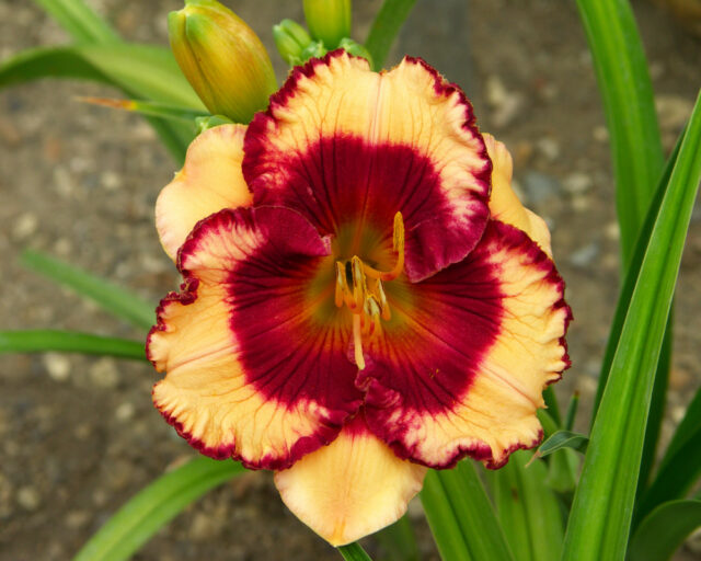 Denivky jsou úžasné trvalky všech barev i tvarů