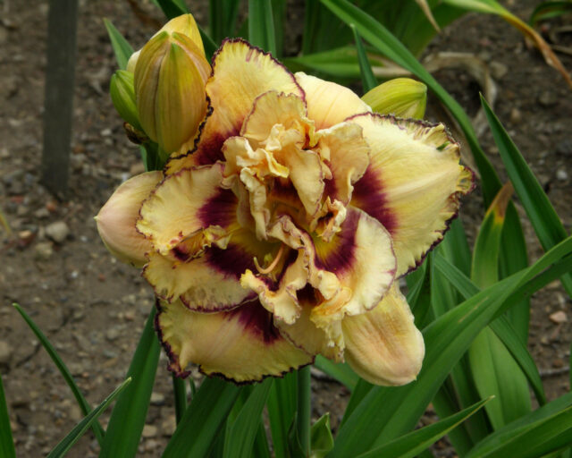 Denivky jsou úžasné trvalky všech barev i tvarů