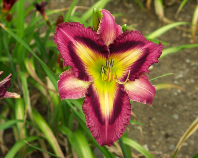 Denivky jsou úžasné trvalky všech barev i tvarů