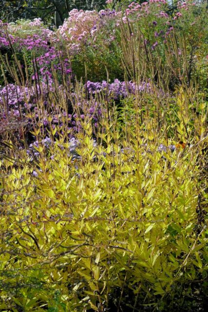 Podzimní zbarvení trvalek