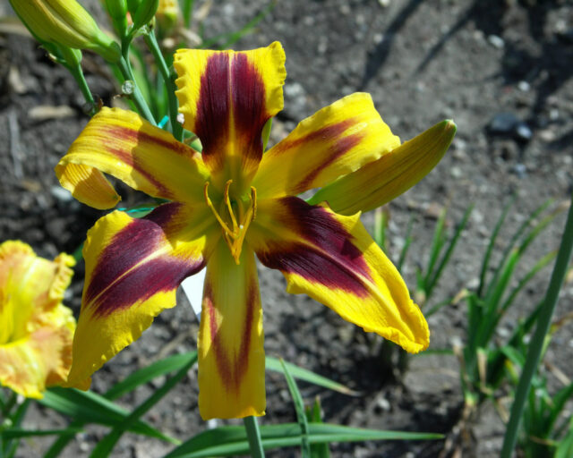 Denivky jsou úžasné trvalky všech barev i tvarů