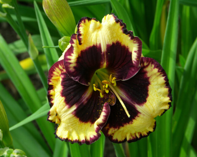 Denivky jsou úžasné trvalky všech barev i tvarů