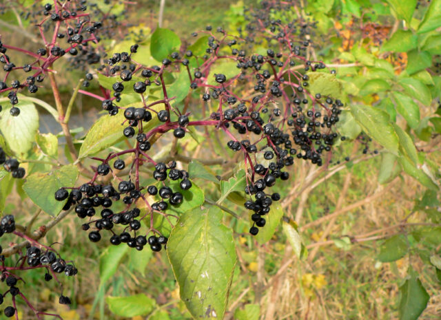 Plody bezu černého jsou pro ptákylahůdkou