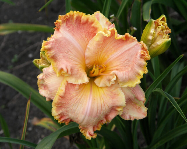 Denivky jsou úžasné trvalky všech barev i tvarů