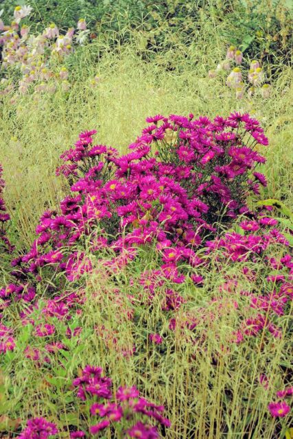 Aster kultivar Želivka