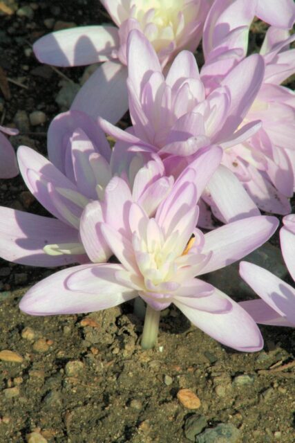 Podzimní ocúny kultivar Pleniflorum