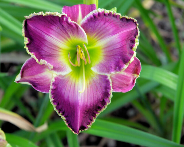 Denivky jsou úžasné trvalky všech barev i tvarů