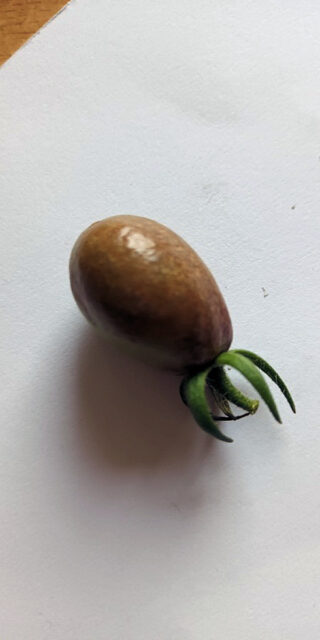 Plíseň bramborová na rajčeti