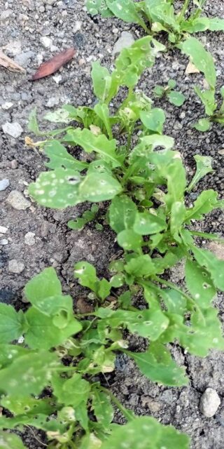 Dřepčíci na rukole