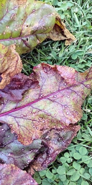 Skvrnitost listů řepy