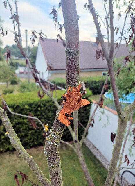 Problémy zahrádkářů - dotazy/odpovědi