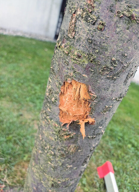 Problémy zahrádkářů - dotazy/odpovědi