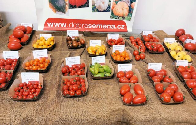 Přehlídka odrůd rajčat
