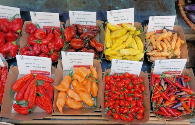 Expozice chilli papriček