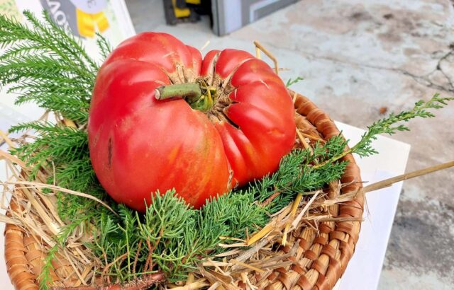 Výpěstek - rekord mezi rajčaty