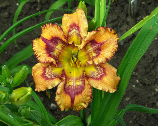 Denivky jsou úžasné trvalky všech barev i tvarů