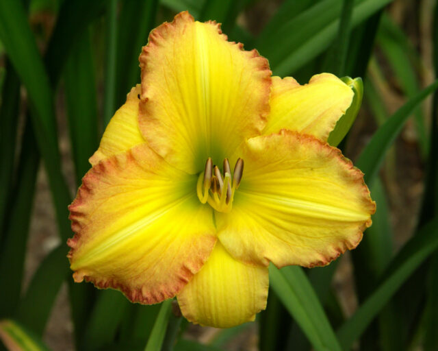 Denivky jsou úžasné trvalky všech barev i tvarů