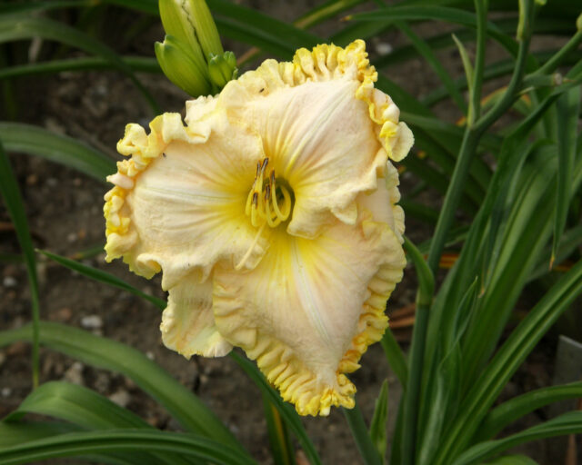 Denivky jsou úžasné trvalky všech barev i tvarů