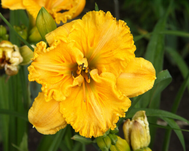 Denivky jsou úžasné trvalky všech barev i tvarů