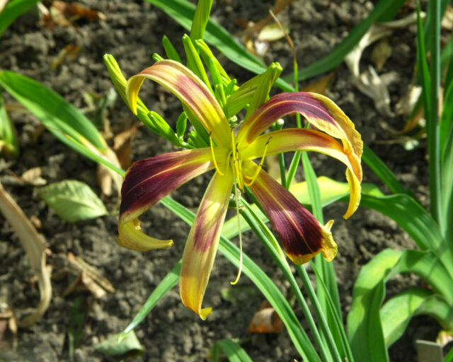 Denivky jsou úžasné trvalky všech barev i tvarů