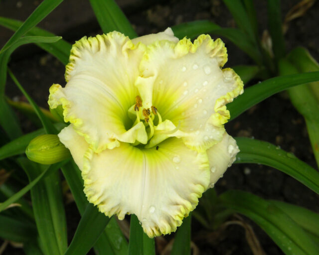 Denivky jsou úžasné trvalky všech barev i tvarů