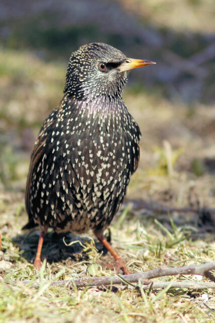 Migrace ptáků - špaček