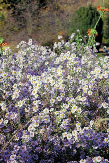 Aster na konci října