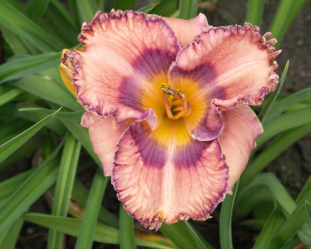 Denivky jsou úžasné trvalky všech barev i tvarů