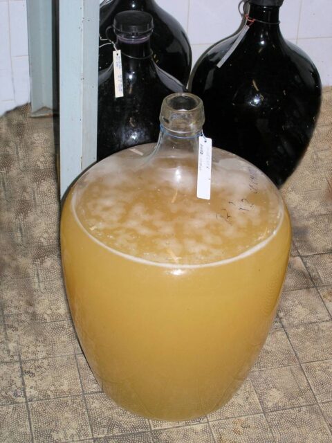 Domácí výroba vína