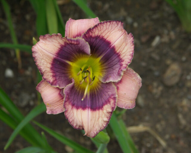 Denivky jsou úžasné trvalky všech barev i tvarů