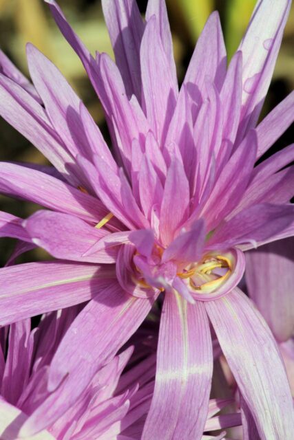 Plnokvětá odrůda Colchicum Waterlily