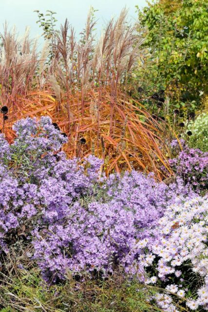 Efektní trvalkový podzimní záhon