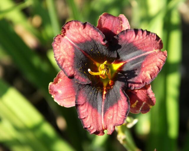 Denivky jsou úžasné trvalky všech barev i tvarů