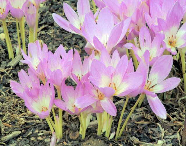 Colchicum speciosum - ocún zdobný
