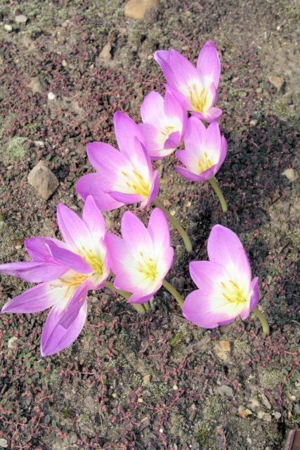 Colchicum speciosum