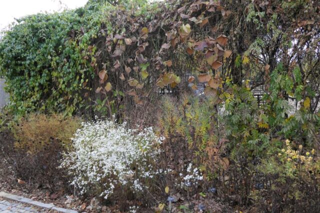 Bělokvětá hvbězdnice