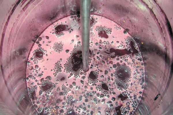 Kvašení rmutu - výroba vína