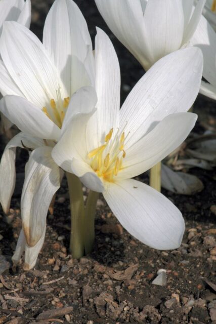 Bělokvětá odrůda Album