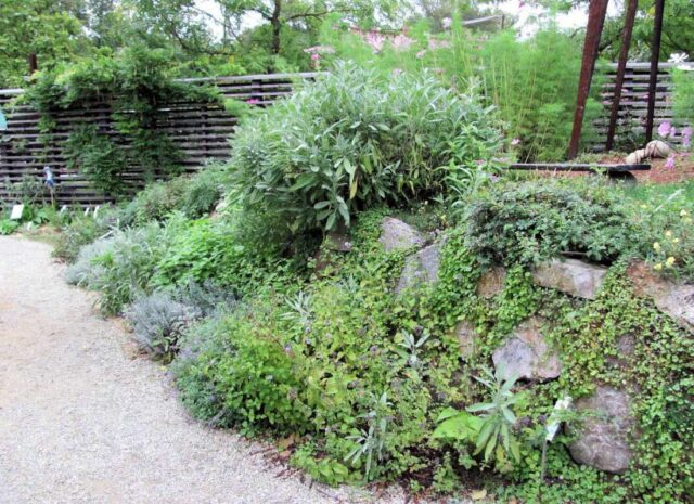 Osázení zídky v zahradě