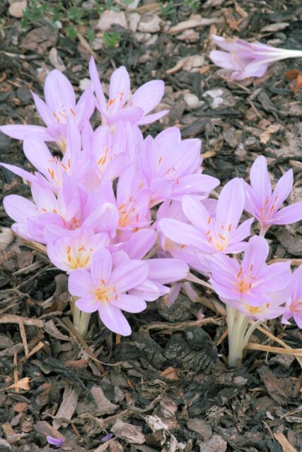 Colchicum byzantinum