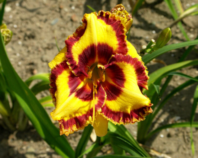 Denivky jsou úžasné trvalky všech barev i tvarů