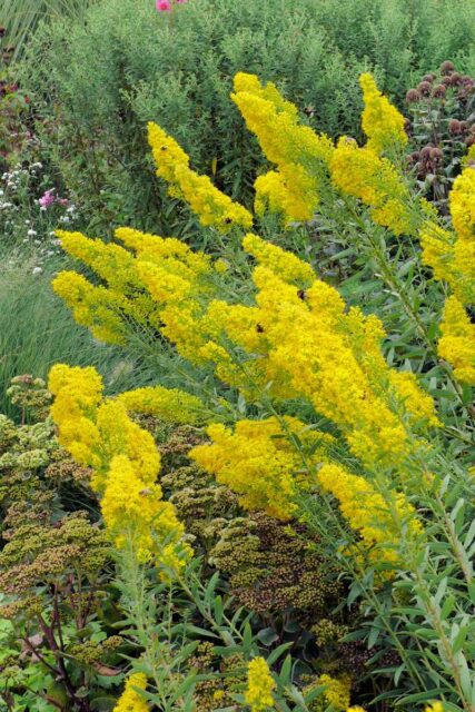 Zlatobýl - speciosa