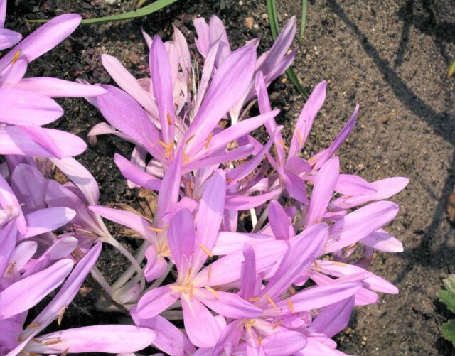 Colchicum laetum